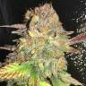 семена конопли недорого Wappa feminised Paradise Seeds