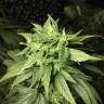 заказать качественные семена конопли Dance World CBD feminised Royal Queen заказать качественные семена конопли Dance World CBD feminised Royal Queen
