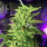хорошие семена конопли Dance World CBD feminised Royal Queen хорошие семена конопли Dance World CBD feminised Royal Queen