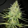 где можно заказать семена конопли Sweet Cheese feminised Sweet Seeds где можно заказать семена конопли Sweet Cheese feminised Sweet Seeds