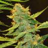 семена конопли элитных сортов Auto Northern Lights x Haze feminised семена конопли элитных сортов Auto Northern Lights x Haze feminised