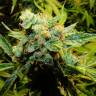 семена конопли аутдор Auto Northern Lights x Haze feminised семена конопли аутдор Auto Northern Lights x Haze feminised