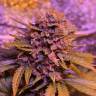 семена конопли скороспелый купить Auto Lavender regular семена конопли скороспелый купить Auto Lavender regular