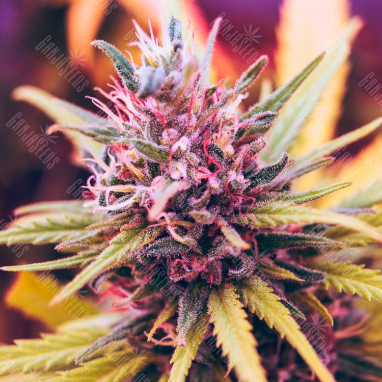 семена конопли гидропоники Auto Lavender regular семена конопли гидропоники Auto Lavender regular