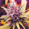 семена конопли гидропоники Auto Lavender regular семена конопли гидропоники Auto Lavender regular