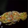 семена индийской конопли Auto Lavender regular семена индийской конопли Auto Lavender regular