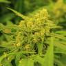 семена конопли в оригинальных упаковках Super Silver Haze CBD feminised Green House Seeds семена конопли в оригинальных упаковках Super Silver Haze CBD feminised Green House Seeds