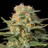 семена конопли медицинских сортов Amnesia CBD feminised Dinafem Seeds семена конопли медицинских сортов Amnesia CBD feminised Dinafem Seeds