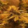 семена конопли курьером The New feminised Humboldt Seeds