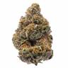 семена конопли марихуаны The New feminised Humboldt Seeds