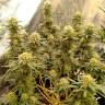 качественные семена конопли Hawaii Maui Waui feminised Nirvana Seeds качественные семена конопли Hawaii Maui Waui feminised Nirvana Seeds