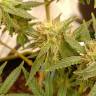 семена конопли интернет магазин Hawaii Maui Waui feminised Nirvana Seeds семена конопли интернет магазин Hawaii Maui Waui feminised Nirvana Seeds