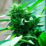Nibiru feminised Ganja Seeds купить семена каннабиса в России Nibiru feminised Ganja Seeds купить семена каннабиса в России
