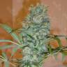 Nibiru feminised Ganja Seeds купить семена конопли в интернете Nibiru feminised Ganja Seeds купить семена конопли в интернете