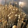 псилоцибиновый гриб споры выращивание Panaeolus Cyanescens псилоцибиновый гриб споры выращивание Panaeolus Cyanescens