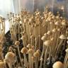 завели дело за приобретение спор псилоцибиновых грибов Panaeolus Cyanescens завели дело за приобретение спор псилоцибиновых грибов Panaeolus Cyanescens