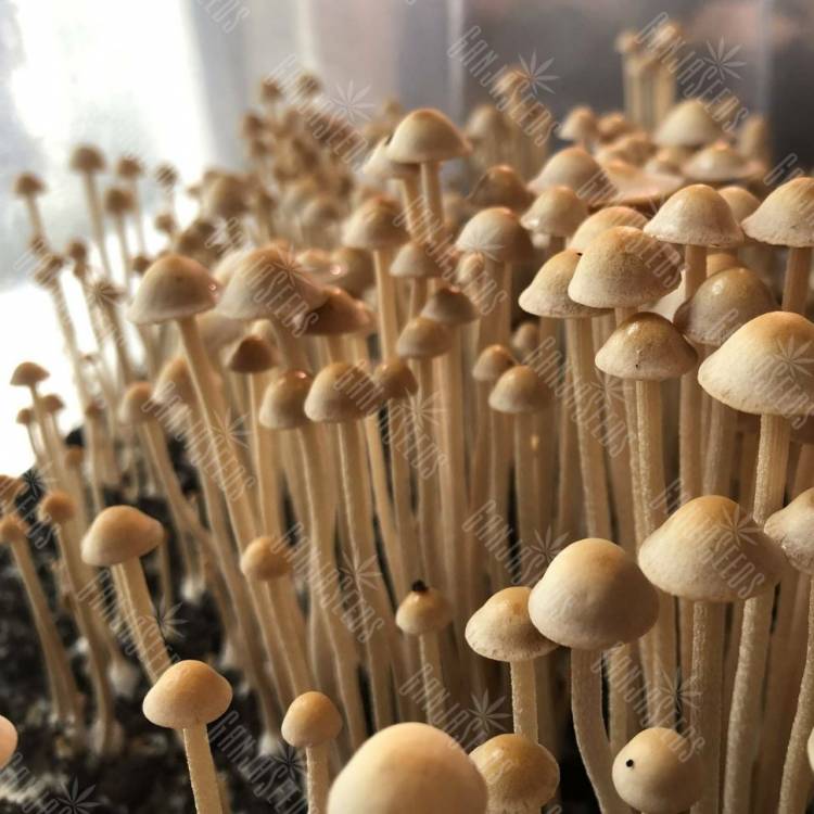 споры псилоцибиновый гриб законность Panaeolus Cyanescens споры псилоцибиновый гриб законность Panaeolus Cyanescens