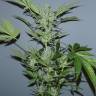 заказать на сайте семена конопли Auto White Widow x AK feminised заказать на сайте семена конопли Auto White Widow x AK feminised