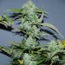 заказать качественные семена конопли Auto White Widow x AK feminised заказать качественные семена конопли Auto White Widow x AK feminised
