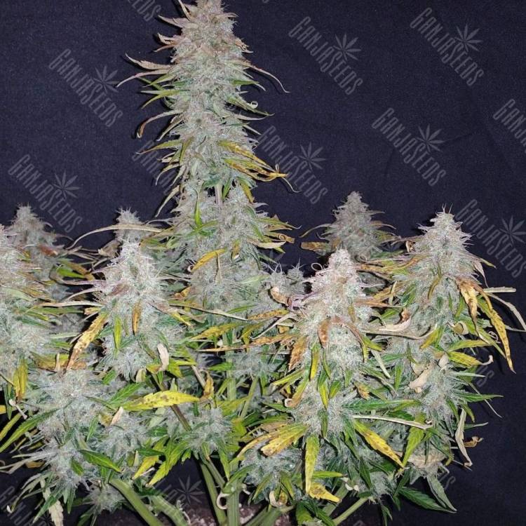 качественные семена конопли Jet 47 feminised качественные семена конопли Jet 47 feminised