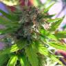 заказ семян конопли Super Lemon Haze CBD feminised Green House Seeds заказ семян конопли Super Lemon Haze CBD feminised Green House Seeds