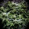семена культурной конопли купить Auto Atameken feminised Bang Seeds семена культурной конопли купить Auto Atameken feminised Bang Seeds