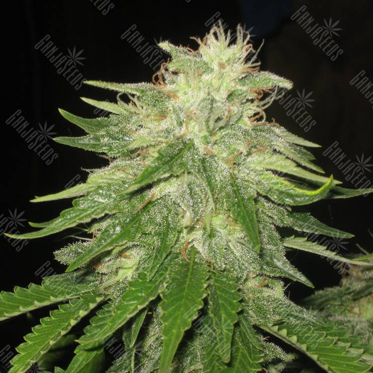 семена конопли автоцвет Auto Super Hash regular семена конопли автоцвет Auto Super Hash regular