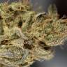 семена конопли Auto Amnesia CBD семена конопли Auto Amnesia CBD