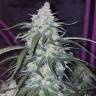семена конопли гидропоники Auto Pineapple Express feminised Fast Buds