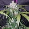 семена конопли с доставкой Auto Pineapple Express feminised Fast Buds