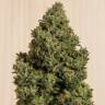 семена конопли аутдор Blue Dream CBD feminised Humboldt Seeds семена конопли аутдор Blue Dream CBD feminised Humboldt Seeds