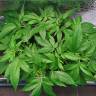 семена индийской конопли Galaxy CBD feminised Pyramid Seeds семена индийской конопли Galaxy CBD feminised Pyramid Seeds