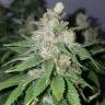 семена конопли в России Medical Mass CBD feminised Royal Queen