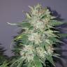 семена конопли Москва Medical Mass CBD feminised Royal Queen