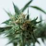 семена конопли курьером Sweet Pure CBD feminised Sweet Seeds семена конопли курьером Sweet Pure CBD feminised Sweet Seeds