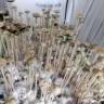 псилоцибиновые споры купить Panaeolus Cyanescens Aussi X Bali Indonesia псилоцибиновые споры купить Panaeolus Cyanescens Aussi X Bali Indonesia