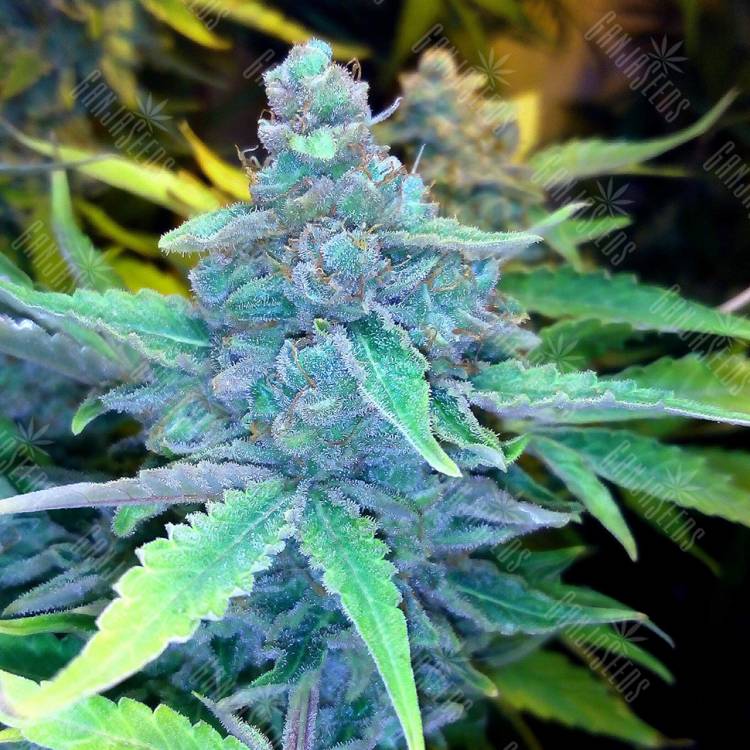 семена конопли с доставкой Auto Blueberry x Sweet Tooth feminised семена конопли с доставкой Auto Blueberry x Sweet Tooth feminised