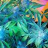 семена конопли автоцвет Auto Blueberry x Sweet Tooth feminised семена конопли автоцвет Auto Blueberry x Sweet Tooth feminised