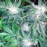 семена конопли в фирменной упаковке Auto Blueberry x Sweet Tooth feminised семена конопли в фирменной упаковке Auto Blueberry x Sweet Tooth feminised