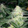 автоцветущие семена конопли Auto Blueberry x Sweet Tooth feminised автоцветущие семена конопли Auto Blueberry x Sweet Tooth feminised