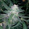 семена конопли f1 в оригинальной упаковке Auto Blueberry x Sweet Tooth feminised семена конопли f1 в оригинальной упаковке Auto Blueberry x Sweet Tooth feminised