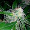семена сортовой конопли Auto Blueberry x Sweet Tooth feminised семена сортовой конопли Auto Blueberry x Sweet Tooth feminised
