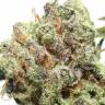 семена конопли для выращивания Afgooey feminised Strain Hunters Seeds семена конопли для выращивания Afgooey feminised Strain Hunters Seeds