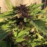 Shaman feminised Dutch Passion Seeds Shaman feminised Dutch Passion Seeds