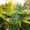 Cheese feminised Dinafem Seeds