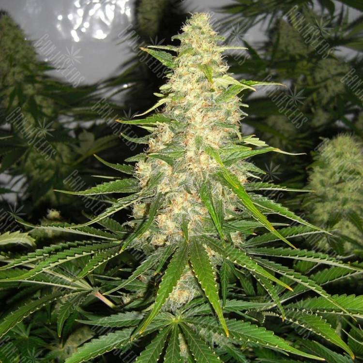 семена конопли наложенным платежом Auto Baikonur feminised Bang Seeds семена конопли наложенным платежом Auto Baikonur feminised Bang Seeds