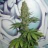 семена конопли для выращивания Auto Baikonur feminised Bang Seeds семена конопли для выращивания Auto Baikonur feminised Bang Seeds