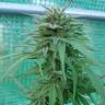 семена конопли интернет магазин Lemon regular Ganja Seeds семена конопли интернет магазин Lemon regular Ganja Seeds