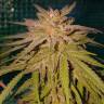 семена конопли в фирменной упаковке Lemon regular Ganja Seeds семена конопли в фирменной упаковке Lemon regular Ganja Seeds