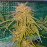 мощные семена конопли Lemon regular Ganja Seeds мощные семена конопли Lemon regular Ganja Seeds